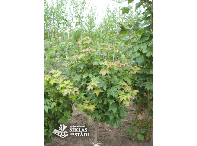 Acer platanoides   'Globosum'